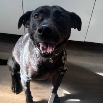 Black Labrador Retriever Dogs Available for Adoption in Tampa, Florida - Coal | PetCurious