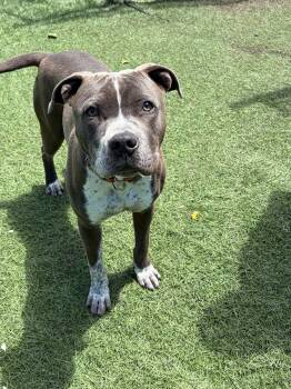 Pit Bull Terrier Dogs Available for Adoption in Lenexa, Kansas - Jasper | PetCurious