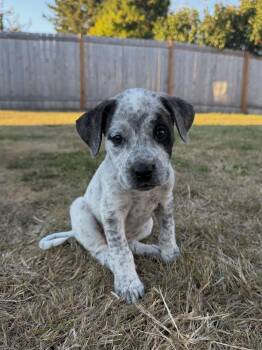 Ember -  Australian Cattle Dog Blue Heeler Dog for Adoption in Ephrata, Washington - Ember | PetCurious
