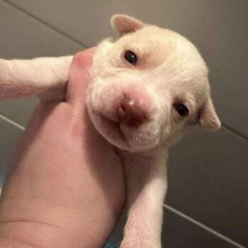 American Staffordshire Terrier and Mixed Breed Dogs Available for Adoption - Olaf | PetCurious