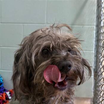 S63958 -  Mixed Breed Dog for Adoption in Newark, New Jersey - S63958 | PetCurious