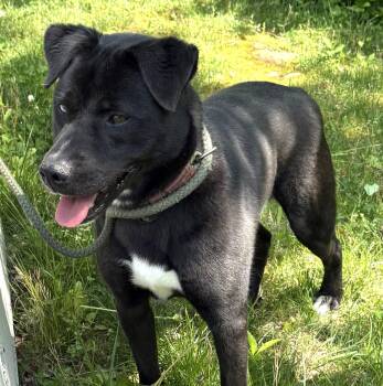 Black Labrador Retriever and Husky Dogs Available for Adoption in Frederick, Maryland - Blake-Available 5/3! Www.lhar.dog To Apply!  | PetCurious