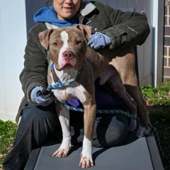 Mixed Breed Dogs Available for Adoption in Chamblee, Georgia - Bruno | PetCurious