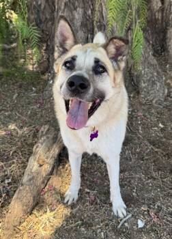 Cleopatra -  Shepherd and Mixed Breed Dog for Adoption in Los Angeles, California - Cleopatra | PetCurious