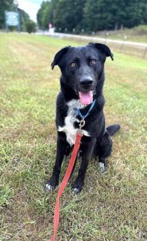 Rescue Labrador Retriever Dogs for Adoption in Pegram, Tennessee - KYLO | PetCurious