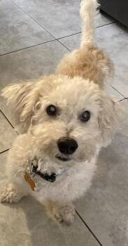Rescue Bichon Frise Dogs for Adoption in Monroeville, Pennsylvania - Gizmo | PetCurious