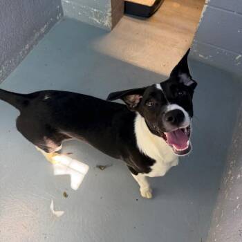 LO-FI -  Mixed Breed Dog Available for Adoption in Kyle, Texas - LO-FI | PetCurious