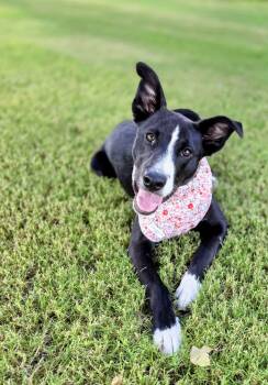 Little Sister -  Border Collie Dog for Adoption in Lubbock, Texas - Little Sister | PetCurious