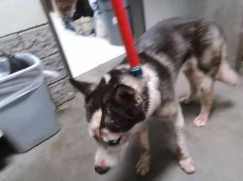 Siberian Husky Dogs Available for Adoption - BERRY | PetCurious