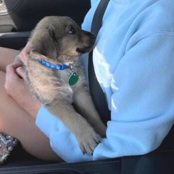 Treelo -  Mixed Breed Dog for Adoption in Buffalo, Minnesota - Treelo | PetCurious