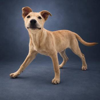 Rocky -  Yellow Labrador Retriever Dog for Adoption in Newport, Tennessee - Rocky | PetCurious