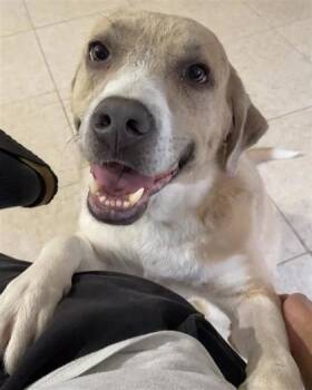 Honey Lemon* (AKA Lady) -  Mixed Breed Dog for Adoption in El Paso, Texas - Honey Lemon* (AKA Lady) | PetCurious