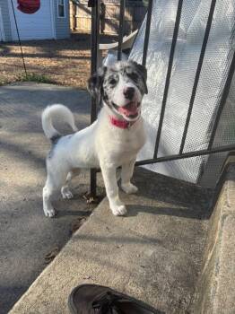 Australian Shepherd Dogs Available for Adoption - Mena | PetCurious