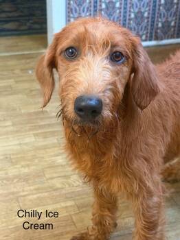 Chilly Ice Cream AA in MS -  Labrador Retriever and Standard Poodle Dog for Adoption in Warwick, Rhode Island - Chilly Ice Cream AA In MS | PetCurious