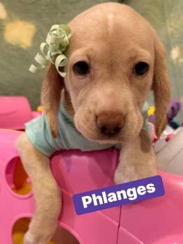 Phalanges -  Labrador Retriever and Hound Dog for Adoption in Dunmore, Pennsylvania - Phalanges | PetCurious