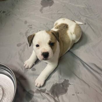Eggs -  Cattle Dog and Mixed Breed Dog for Adoption in Austin, Texas - Eggs | PetCurious