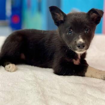 JADE -  Mixed Breed Dog for Adoption in Edmond, Oklahoma - JADE | PetCurious