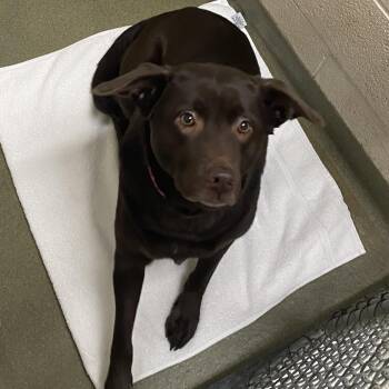 Half Pint -  Labrador Retriever Dog for Adoption in Harrisonburg, Virginia - Half Pint | PetCurious