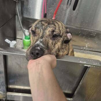Royce -  Pit Bull Terrier and Mixed Breed Dog for Adoption in Dover, Arkansas - Royce | PetCurious