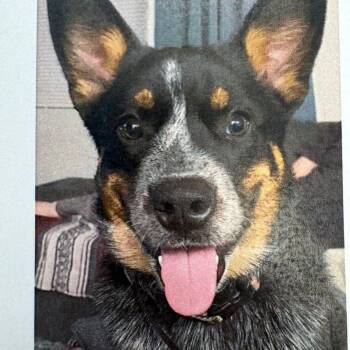 Cattle Dog Dogs Available for Adoption - Finn | PetCurious