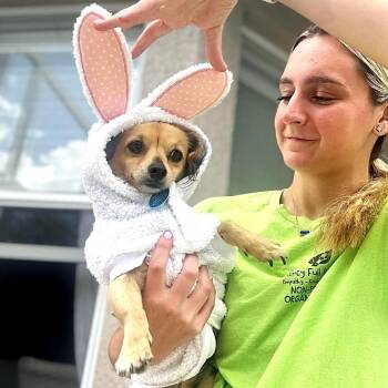 Dachshund Dogs Available for Adoption in Tampa, Florida - Geraldine HW+ | PetCurious