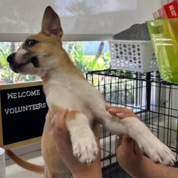 Bella -  Terrier and Mixed Breed Dog for Adoption in Corpus Christi, Texas - Bella | PetCurious