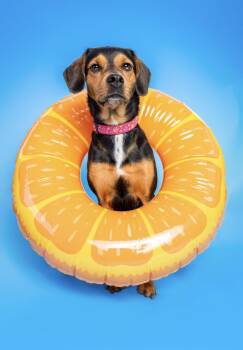 Khalessi -  Beagle Dog for Adoption in Clarksburg, Ontario - Khalessi | PetCurious
