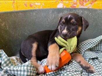 Mixed Breed Dogs Available for Adoption - Noodle | PetCurious