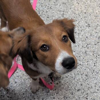 Artemis -  Australian Shepherd and Mixed Breed Dog for Adoption in Hattiesburg, Mississippi - Artemis | PetCurious