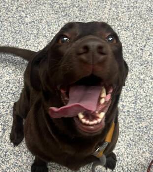 Millie -  Labrador Retriever Dog for Adoption in Golden, Colorado - Millie | PetCurious
