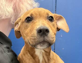 Clifford -  Rhodesian Ridgeback and Pit Bull Terrier Dog for Adoption in Columbus, Indiana - Clifford | PetCurious