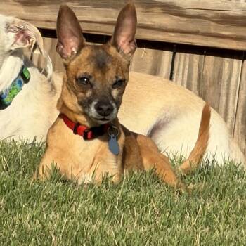 Nicholas -  Miniature Pinscher and Chihuahua Dog for Adoption in Yukon, Oklahoma - Nicholas | PetCurious