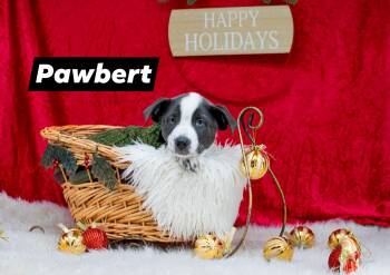 Rescue Terrier Dogs for Adoption in Sevierville, Tennessee - Pawbert | PetCurious