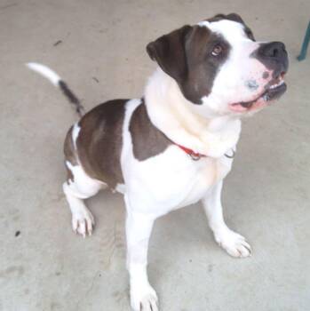 Rescue Pit Bull Terrier Dogs for Adoption in Trumbull, Connecticut - Heidi | PetCurious