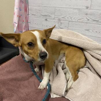 ROCKY -  Chihuahua Dog for Adoption in Modesto, California - ROCKY | PetCurious