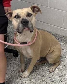 Ariel -  Pit Bull Terrier and Mixed Breed Dog for Adoption in Kansas City, Missouri - Ariel | PetCurious