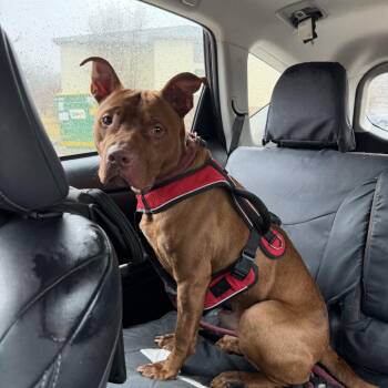 Pit Bull Terrier Dogs Available for Adoption - Ferret | PetCurious