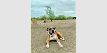 Lucky IV -  Boxer Dog for Adoption in Hewitt, Texas - Lucky IV | PetCurious