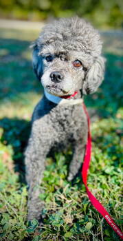 Rescue Poodle Dogs for Adoption in Pacolet, South Carolina - Rick Aug 25 | PetCurious