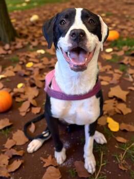 Rescue Boxer and Mixed Breed Dogs for Adoption in Gwinn, Michigan - Gamora | PetCurious