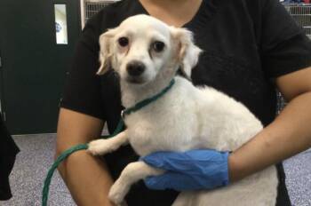 Terrier and Mixed Breed Dogs Available for Adoption in Thousand Palms, California - MINNIE | PetCurious