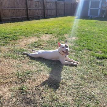 Deja--In Foster -  Pit Bull Terrier and Mixed Breed Dog Available for Adoption in Fargo, North Dakota - Deja--In Foster | PetCurious