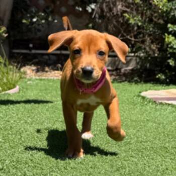 Mavis -  Mixed Breed Dog for Adoption in San Diego, California - Mavis | PetCurious