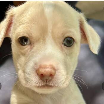 Ava -  Terrier Dog for Adoption in Larkfield-wikiup, California - Ava | PetCurious