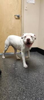 Pit Bull Terrier and Mixed Breed Dogs Available for Adoption - Blue | PetCurious