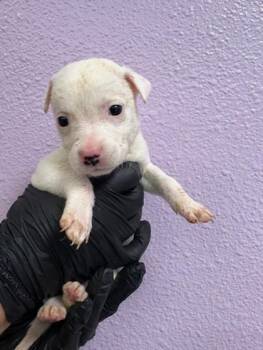 Mixed Breed Dogs Available for Adoption - Pup12 | PetCurious