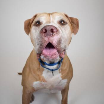 Sam -  Mixed Breed Dog for Adoption in West Palm Beach, Florida - Sam | PetCurious