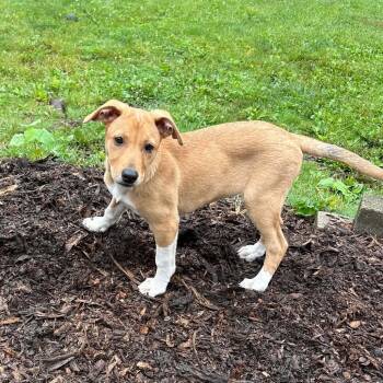 Penni -  Shepherd Dog for Adoption in Palos Heights, Illinois - Penni | PetCurious