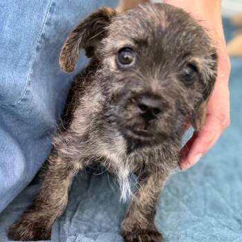 Dachshund and Mixed Breed Dogs Available for Adoption in Sacramento, California - Mint | PetCurious