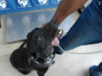 Rescue Labrador Retriever and Mixed Breed Dogs for Adoption in Fort Worth, Texas - 59668429 | PetCurious